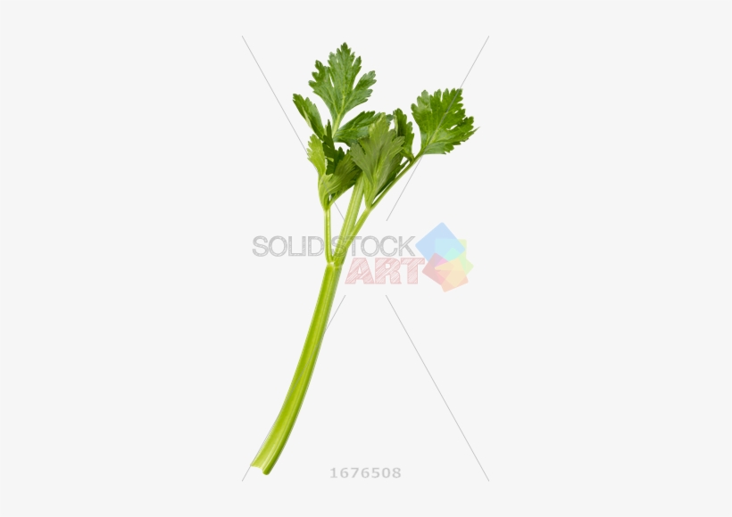 Celery Stalk Transparent Background, transparent png download
