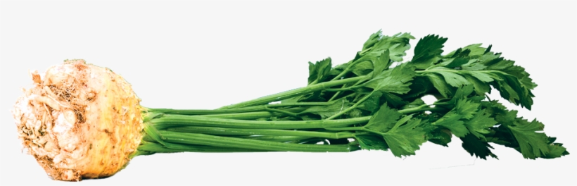 Celery Root - Water Spinach, transparent png download