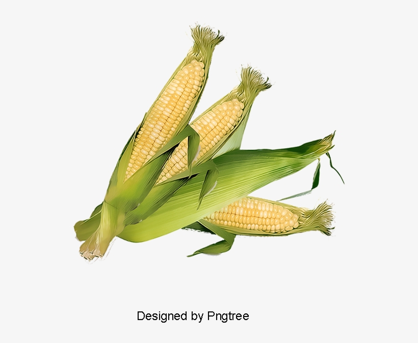 Corn, Corn Clipart, Wong, Yun Png And Psd - Maize, transparent png download