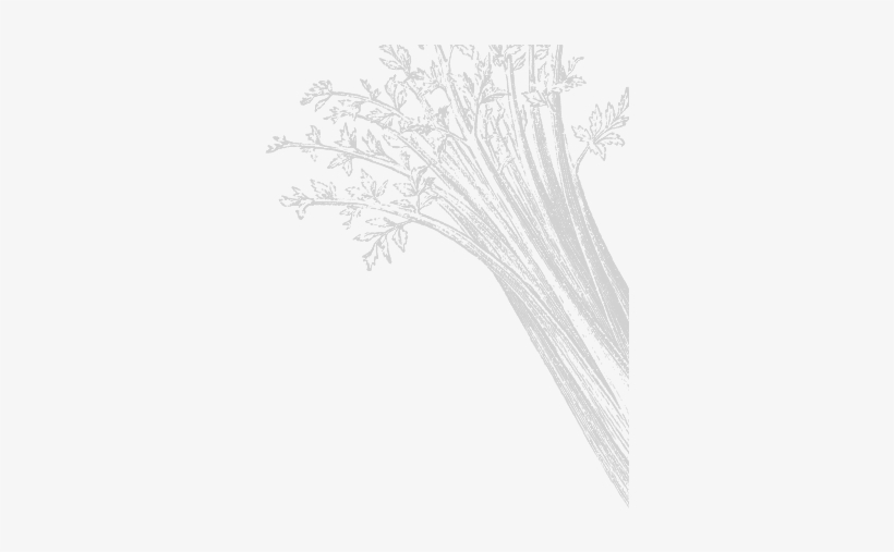 Celery Root - Sketch, transparent png download