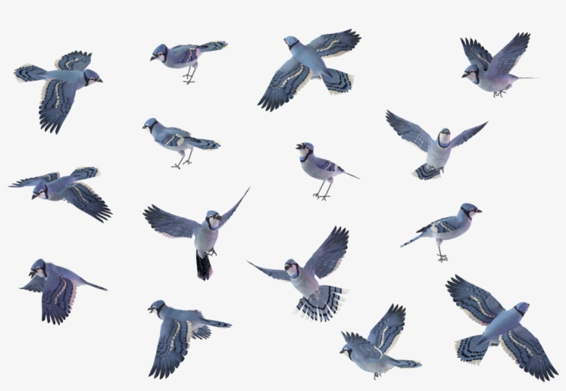 Blue Jay 01 By Wolverine041269 - Bird Set Blue Jay, transparent png download