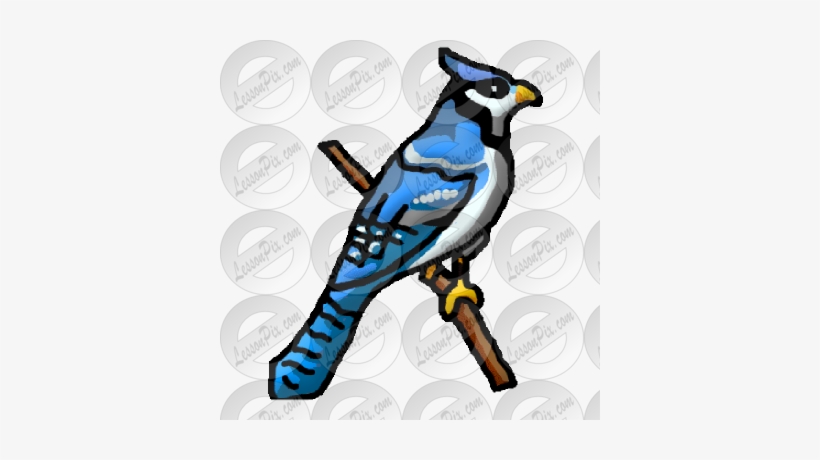 Blue Jay Clipart Blue Jay Png Image Transparent Png Free Download On Seekpng