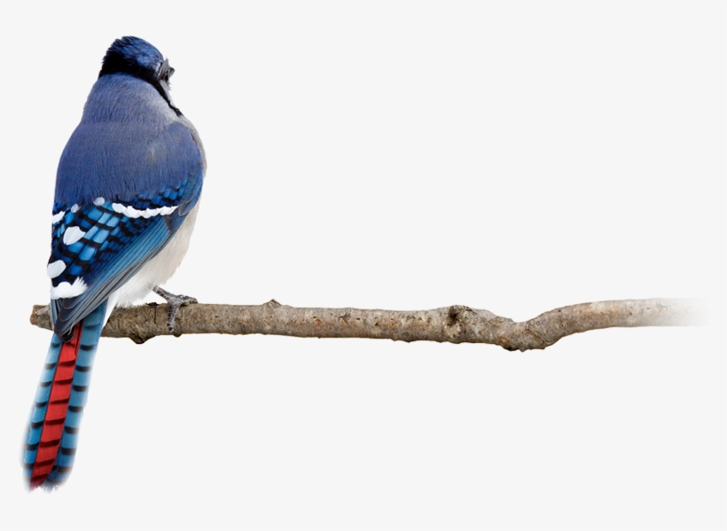 Generate Ideas - Red Blue Jay, transparent png download