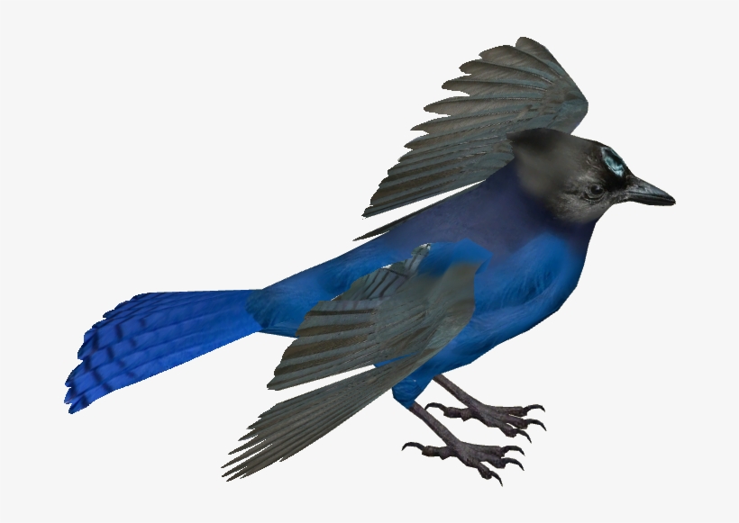 Steller's Jay - Steller's Jay Transparent Background, transparent png download
