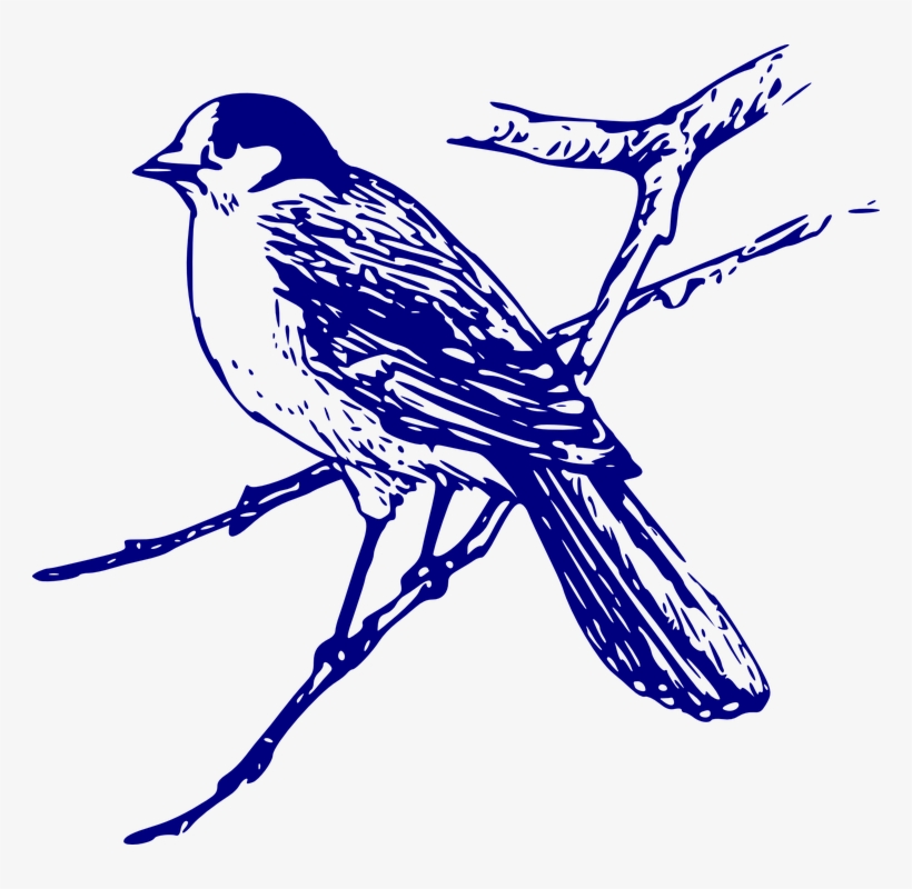 Blue Jay Clipart Vector - Blue Bird Images Free, transparent png download