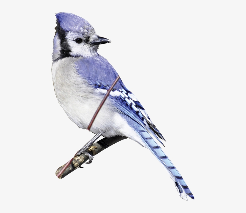 Sah Nie Einen Schöneren Vogel... Postkarte, transparent png download