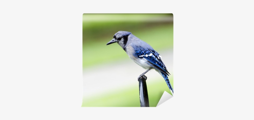 Photograph, transparent png download