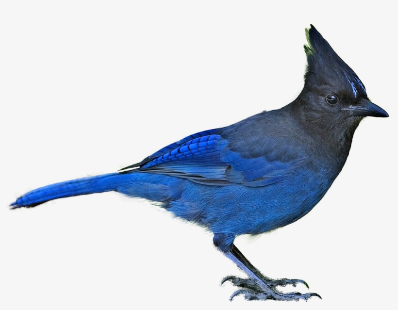 Free Download Stellar Jay Clipart Steller's Jay Blue - British Columbia Provincial Bird, transparent png download
