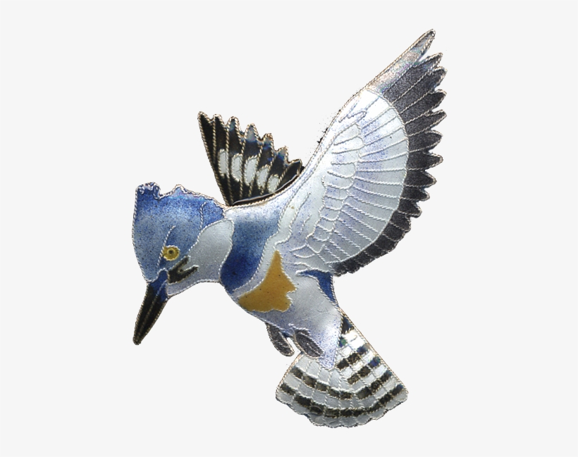 Kingfisher Png Photos - Belted Kingfisher Png, transparent png download