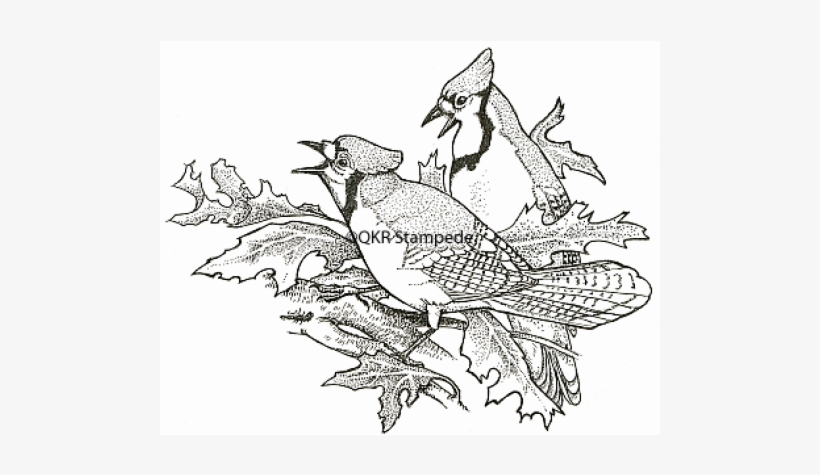 Piciformes, transparent png download