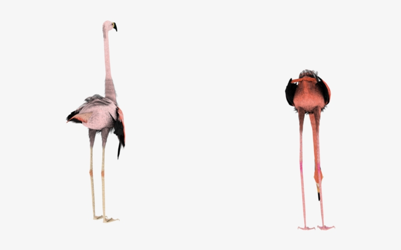D Stock Png By Madetobeunique On Deviantart - Flamingo Stockl, transparent png download