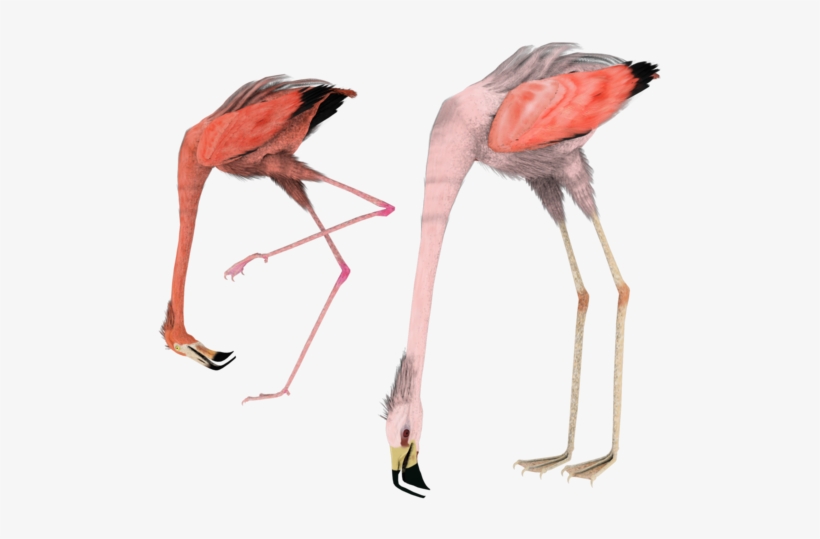Eating Birds By Madetobeunique On Deviantart - Flamingo, transparent png download