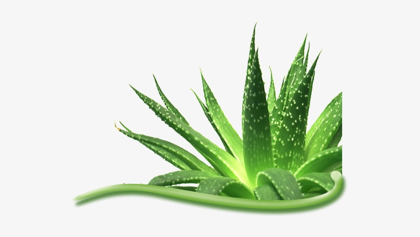 Lupus Is A Chronic Inflammation Of The Connective Tissue - Indus Valley Bio Organic 100% Pure Aloe Vera Gel, transparent png download