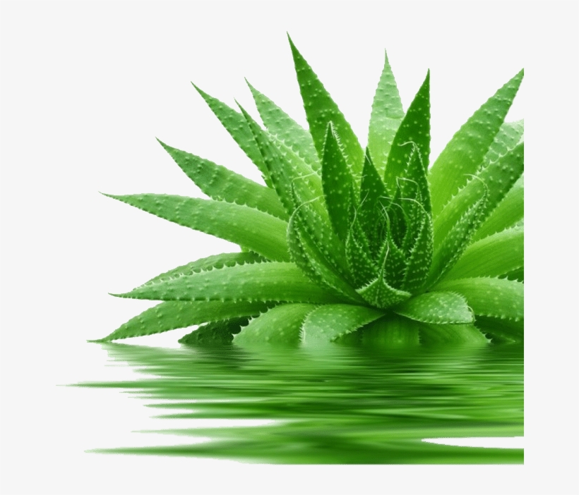 966155 Aloe Vera 1 E1470825572419 - Dxn Aloe V Cleansing Gel, transparent png download