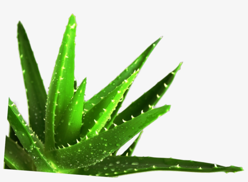 Aloe Vera To The Rescue - Aloe Vera Gel For Wound Healing, transparent png download