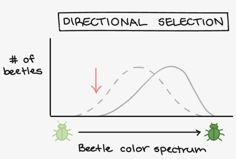 Natural Selection Inheritance Example Png Download Natural Selection | Transparent PNG Download | SeekPNG