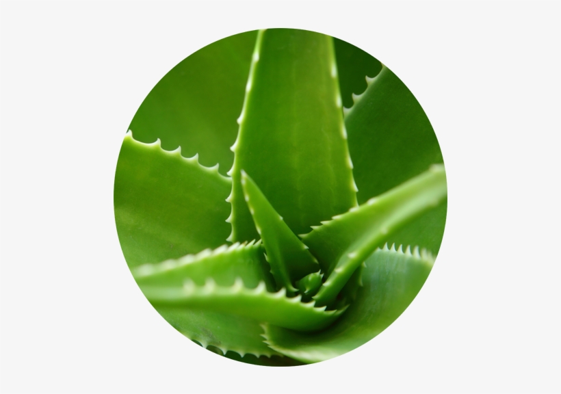 We'd Love To Hear All About Your Nobe Aloe Vera Experience - Mill Creek Aloe Vera Shampoo - 16 Fl Oz, transparent png download