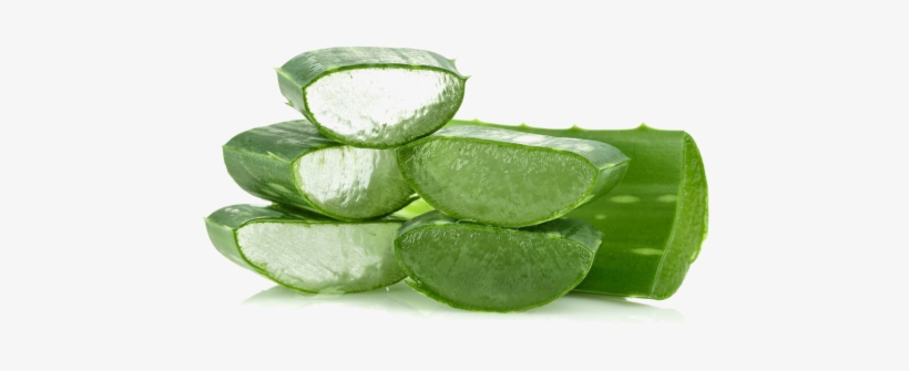 Aloe Vera Gel Is Found In Hundreds Of Skincare Products - Aloe Vera Lip Gloss, transparent png download