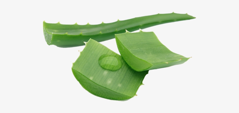 Aloe Vera Plan - Remove Stretch Marks Tips, transparent png download