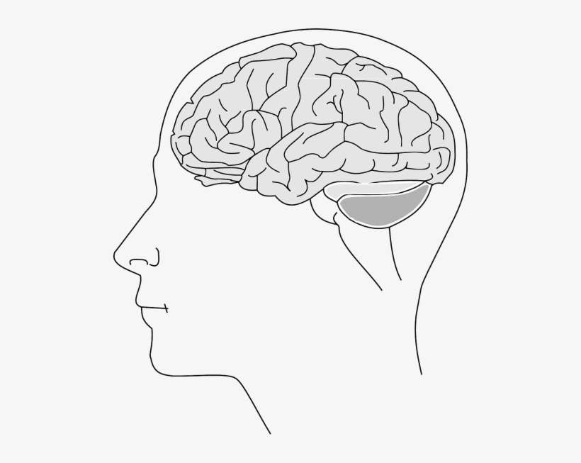 Brain,neuron - Brain 153550, transparent png download