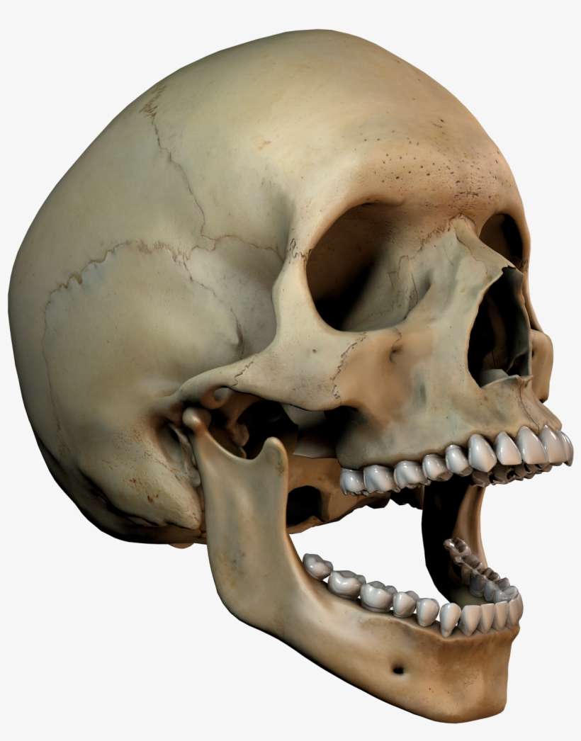 Medical Illustrations D Devil - Skull, transparent png download