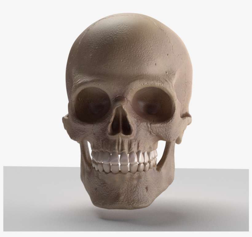 Skull 3d Model - Skull, transparent png download