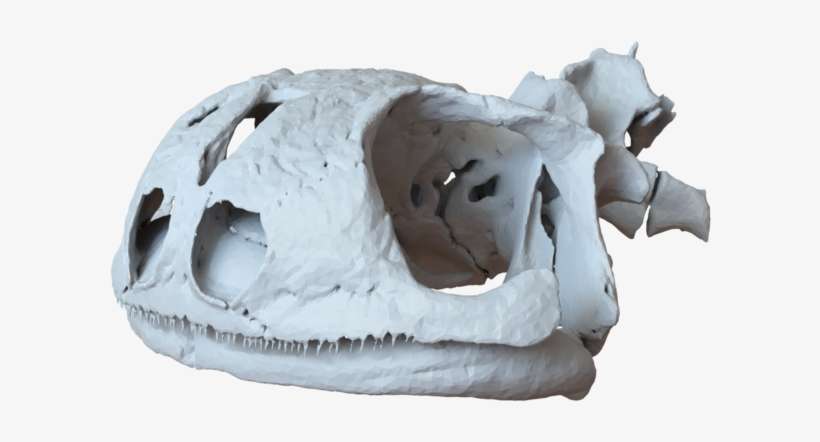Skull, transparent png download