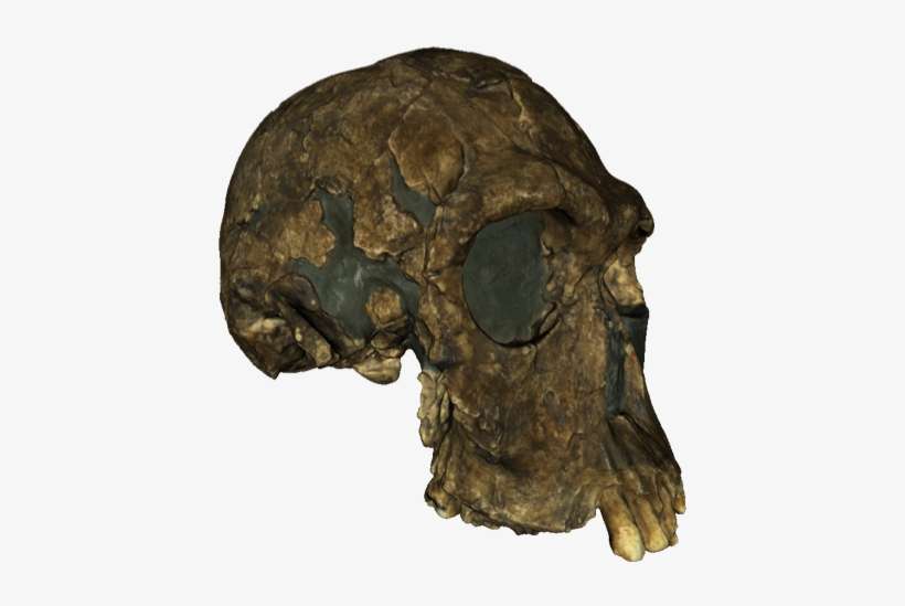 A 3d Textured Model Of The 1813 Er Skull - Turkana People, transparent png download