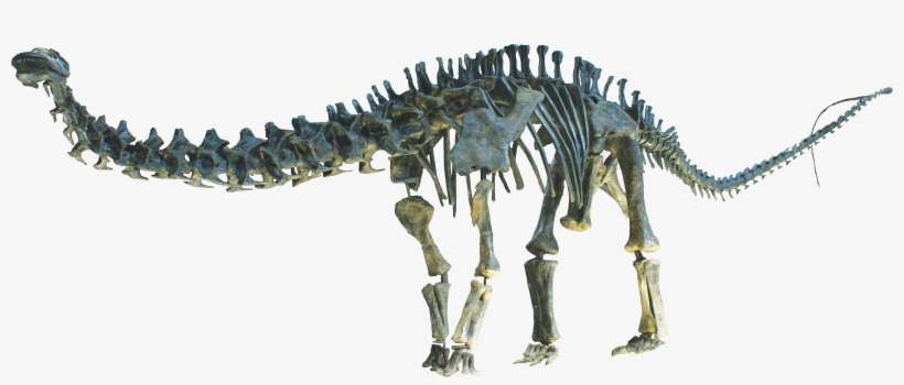 Apatosaurus Clean - Pubis And Ischium Of A Dinosaur, transparent png download
