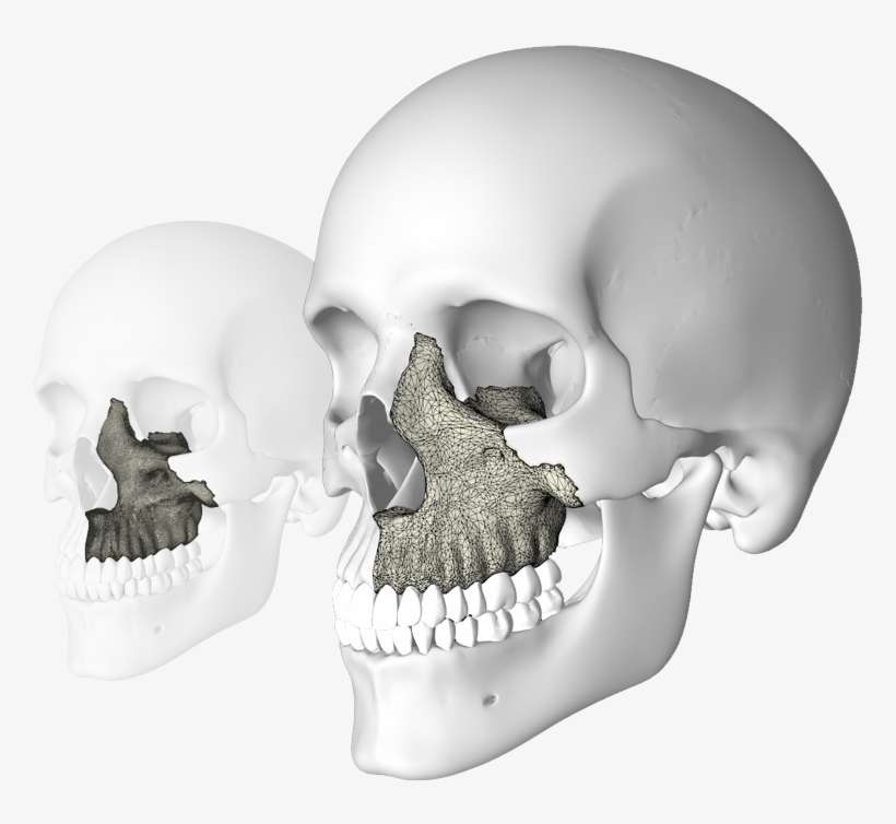 To Ensure A Low Polycount, They Also Undergo A Final - Skull, transparent png download