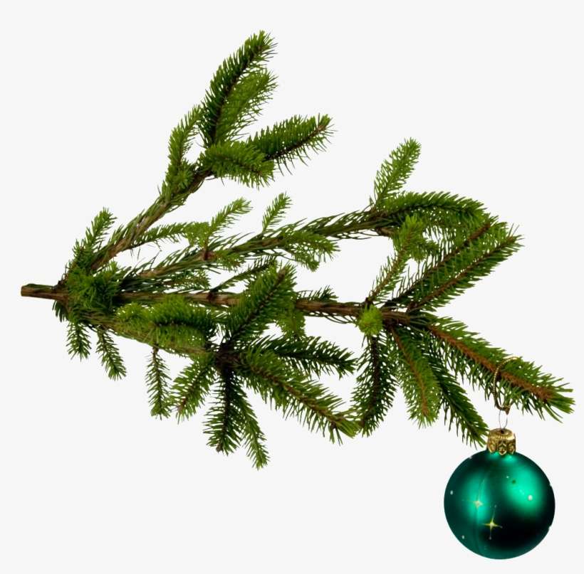 Xmas Tree Branch Png, transparent png download