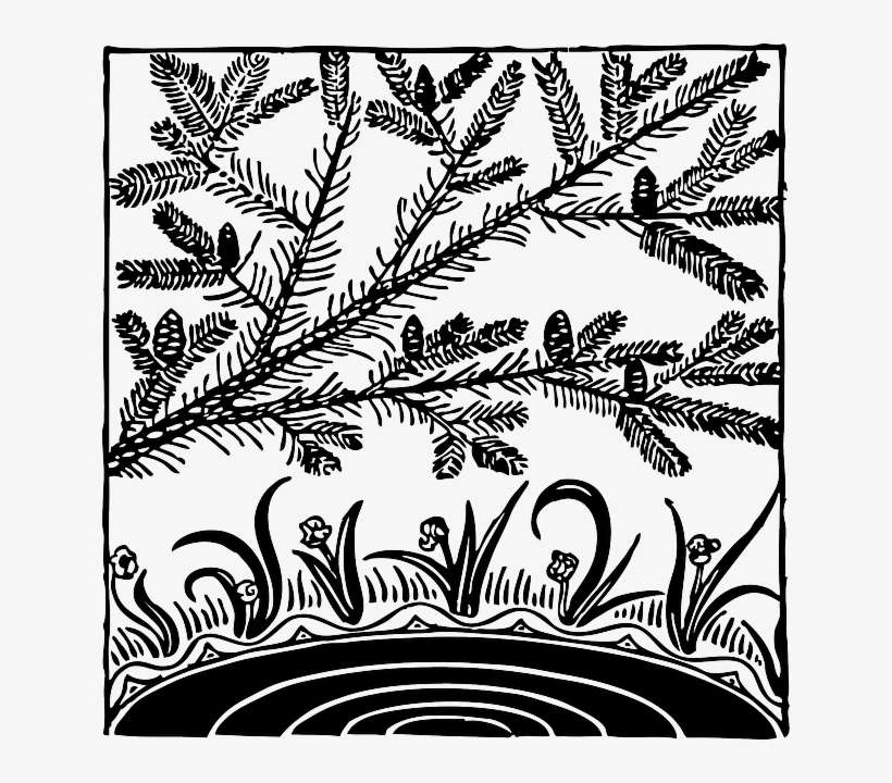 Water, Branches, Plant, Over, Pond, Pine, Branch - Pond Clip Art, transparent png download