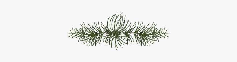 Branch - Mexican Pinyon, transparent png download