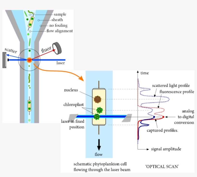 One Of The Unique Features Of The Cytosense Is A Precise - Parts Of Flow Cytometer, transparent png download