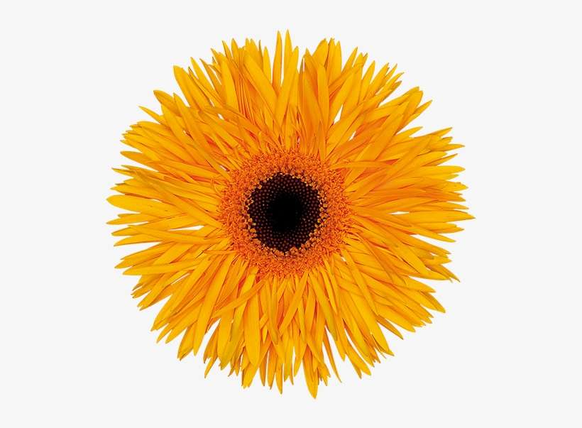 Florist Holland - Yellow Flower Image Clip Art, transparent png download