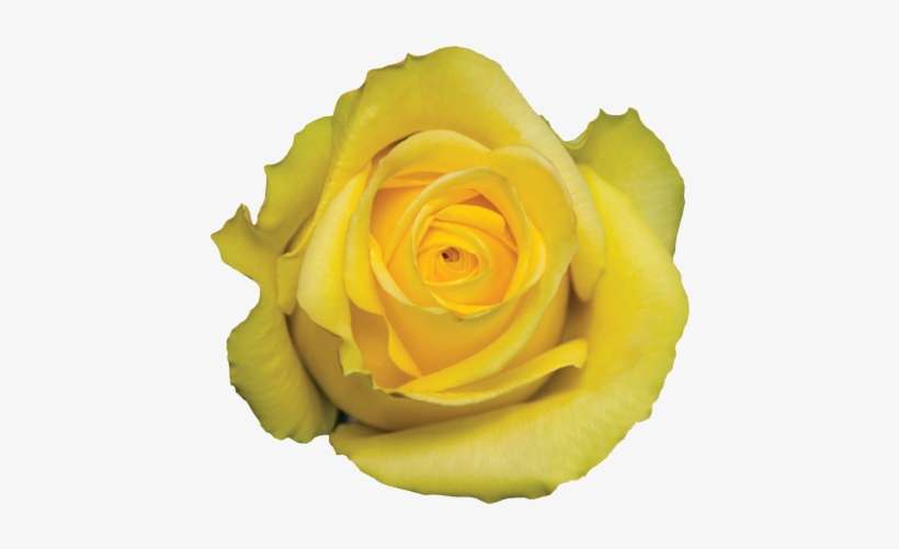 Floribunda, transparent png download