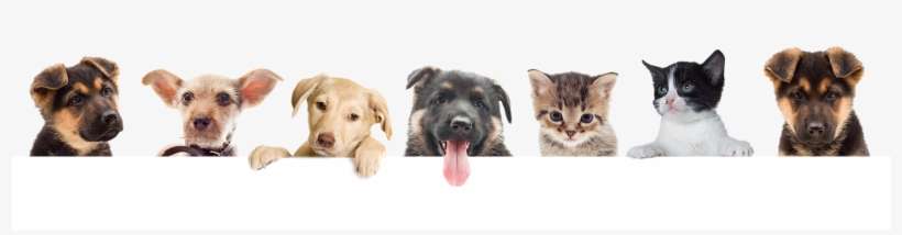 Pet Care - Creating Great Teams: How Self-selection Lets People, transparent png download