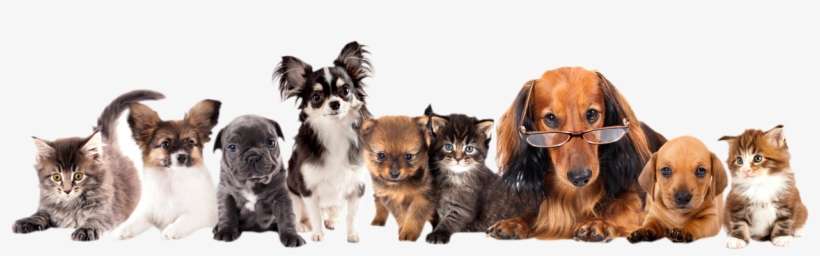 Join Now - Different Puppies, transparent png download