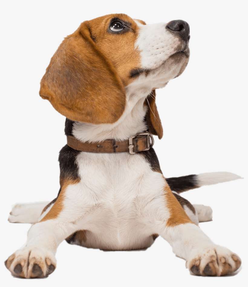 Percentage Of British Columbians Who Support Tenants - Beagle, transparent png download