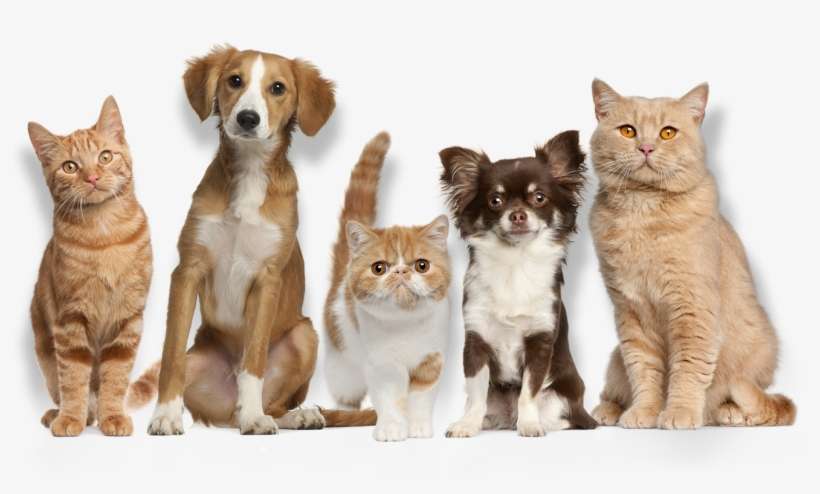 Learn More - Cats And Dogs, transparent png download