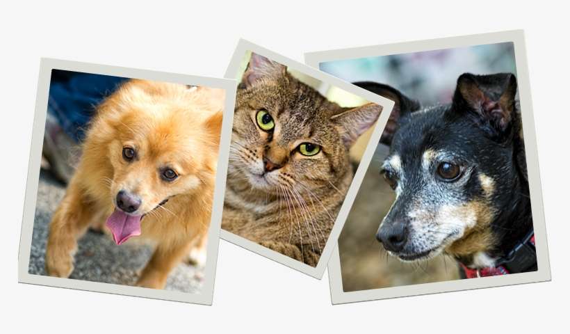 Pets Who Need A Home - San Antonio, transparent png download