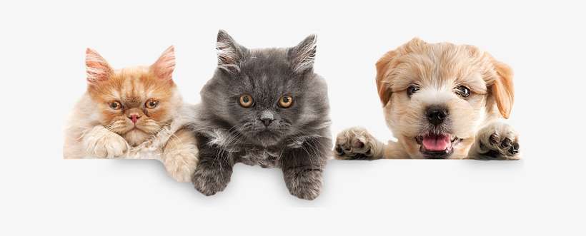 Care For Your Pets - Bigcardesigns Lovely Puppy Pattern Backpack Bookbag, transparent png download