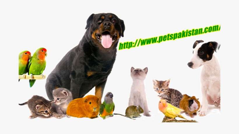 Profile Cover Photo - Group Of Pets Png, transparent png download