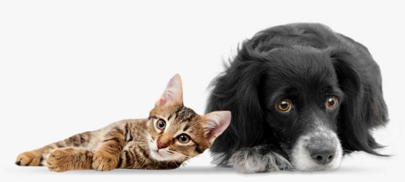 We Are Pet Friendly - Cat And Dog Png, transparent png download