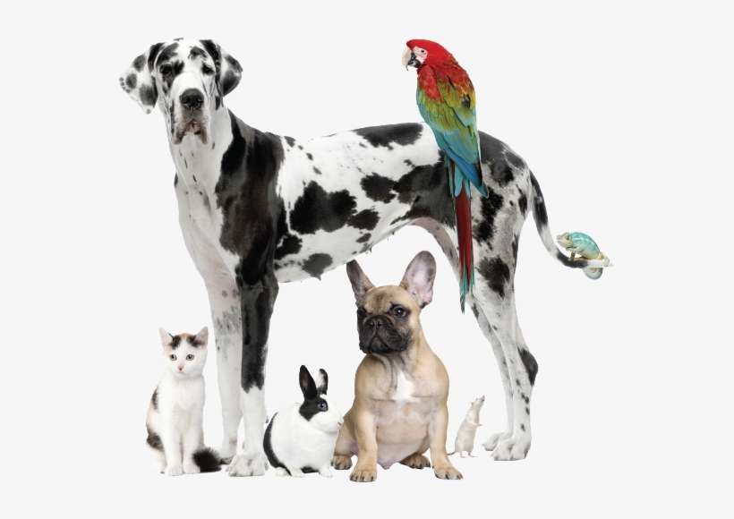 Pet Sitting Durango - Dog Cat Rabbit Guinea Pig, transparent png download