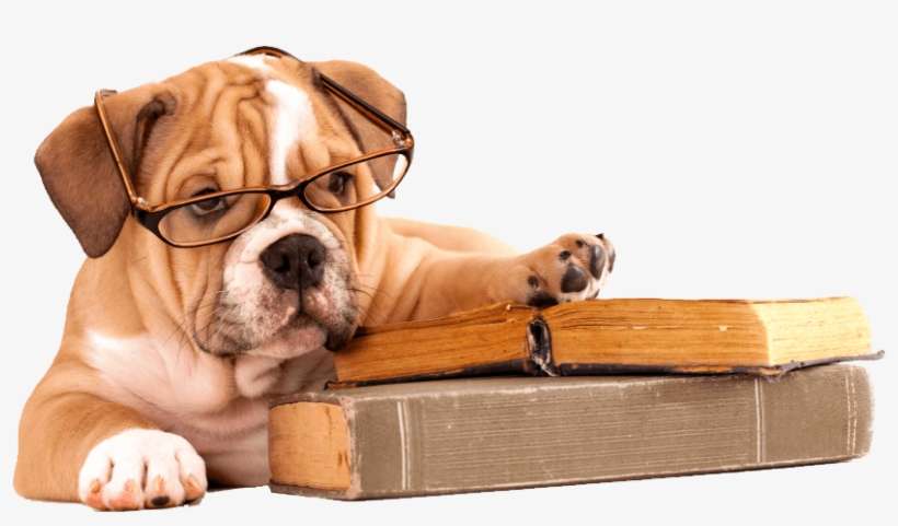 Interesting Facts About Pets - Bulldog Reading A Book, transparent png download