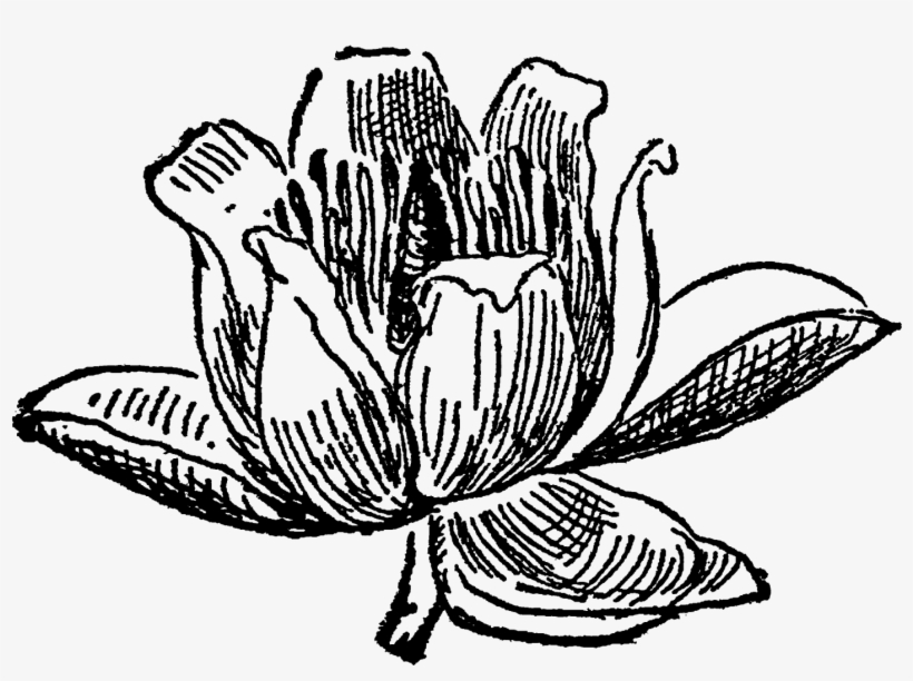 Tulip Tree Flower Blossom Drawing Download Png - Flower, transparent png download