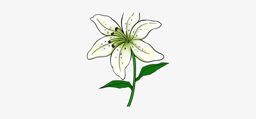Picture Library Library Tiger Flower Sketch K Pictures - Easy Drawing Of Lily, transparent png download
