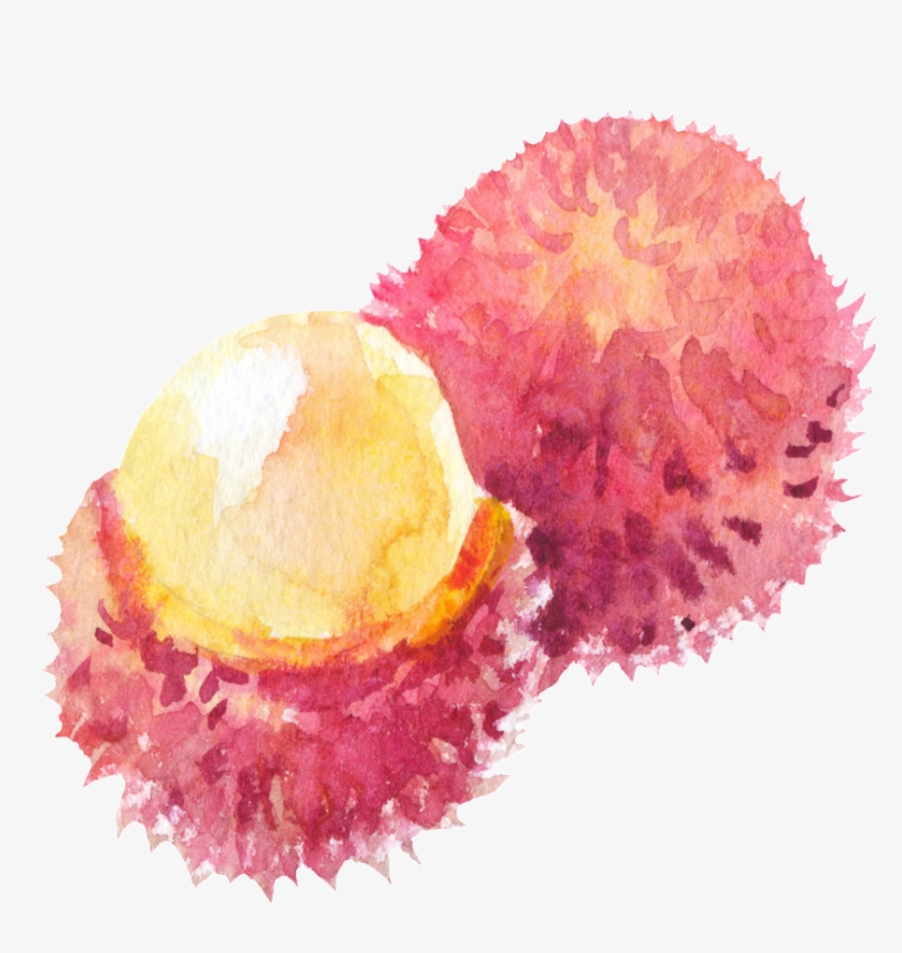 This Graphics Is Hand Painted Escaped Rambutan Png - Rambutan, transparent png download