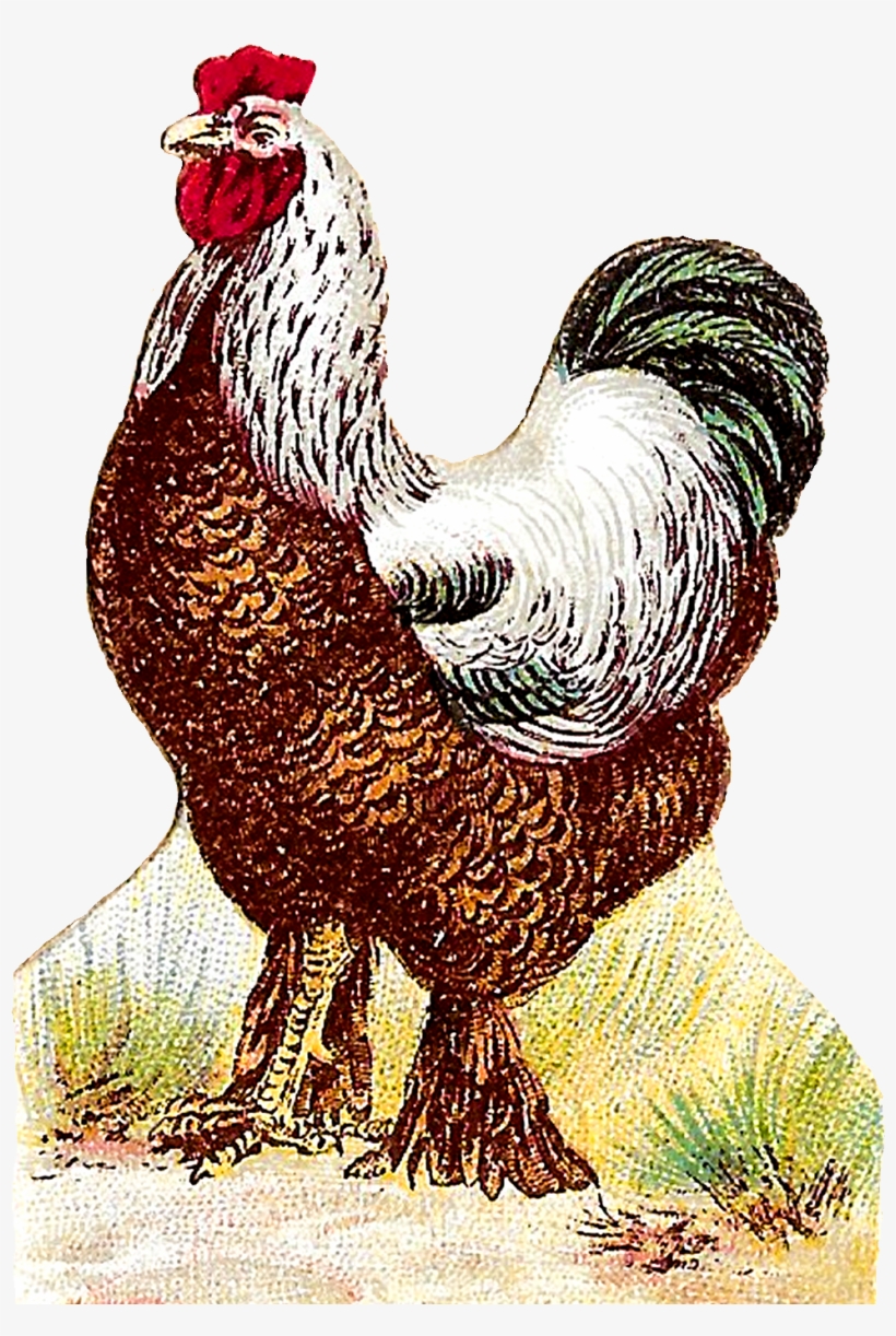 Digital Roosters Clipart Download - Chicken As Food, transparent png download